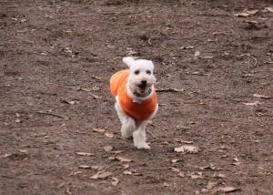 林の中のドッグランのコピー