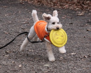 林の中のドッグラン７のコピー