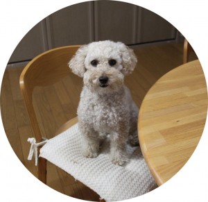 ばぁ。びふぉー。のコピー ばぁ。びふぉー。のコピー