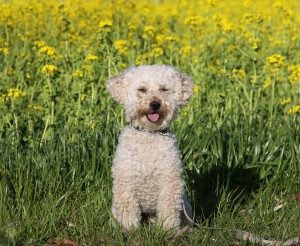 なのはなばたけのまえで 1のコピー なのはなばたけのまえで 1のコピー