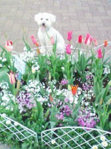 かだんのまえで かだんのまえで