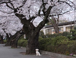 さくらなみき 2のコピー さくらなみき 2のコピー