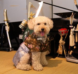 かぶとセットのまえでのコピー かぶとセットのまえでのコピー