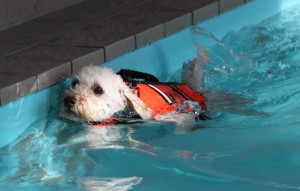 プールのはしっこへのコピー プールのはしっこへのコピー