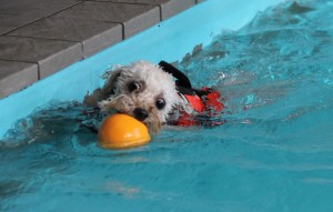 オレンジのボールといぬかきアッサムのコピー オレンジのボールといぬかきアッサムのコピー