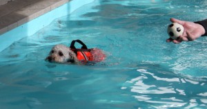 ボールとアッサムのいぬかき2のコピー ボールとアッサムのいぬかき2のコピー