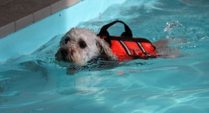 プールのはしっこへ3のコピー プールのはしっこへ3のコピー