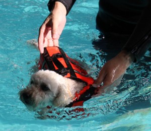 はじめてのSSのコピー はじめてのSSのコピー