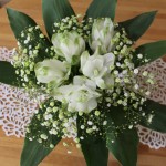 Curcuma Dのコピー Curcuma Dのコピー