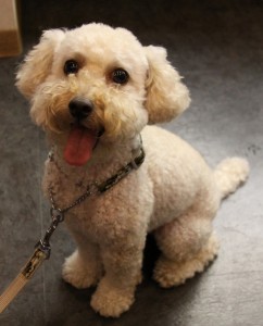 いりぐち2のコピー いりぐち2のコピー