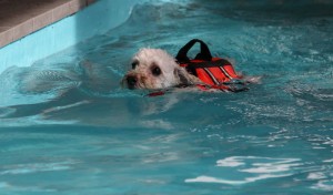 プールのはしっこへ2のコピー プールのはしっこへ2のコピー