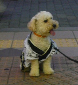 えきまえしょうてんがいなつまつり１のコピー