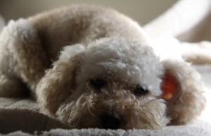 たれわんこ２のコピー