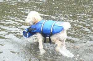 かわあそび1のコピー かわあそび1のコピー