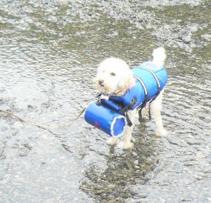 かわあそび3のコピー かわあそび3のコピー
