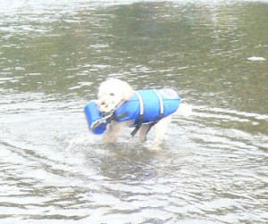 かわあそび7のコピー かわあそび7のコピー