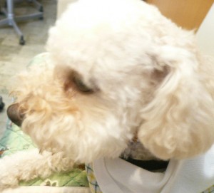 10がつのカフェ4のコピー 10がつのカフェ4のコピー