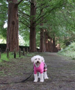 ぶんかのひ2のコピー ぶんかのひ2のコピー