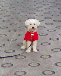 さんぽのふうけい1のコピー さんぽのふうけい1のコピー