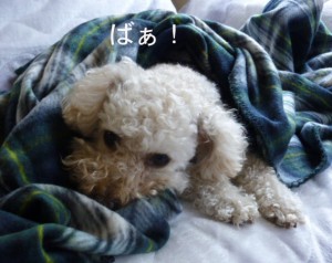 ソファーのうえで3コピー ソファーのうえで3コピー