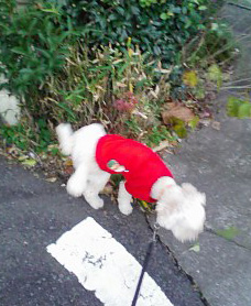 さんぽのふうけい6のコピー さんぽのふうけい6のコピー