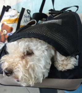 でんしゃにのったAのコピー でんしゃにのったAのコピー