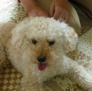 グランマとAのコピー グランマとAのコピー