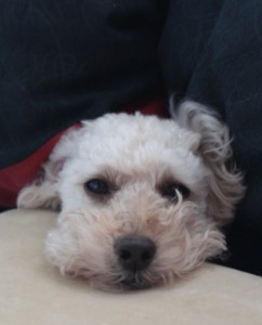 さむいあさのコピー