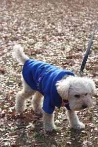 １がつ３にちのさんぽ