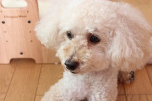 トリーミングしたA2012.8.5