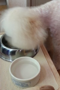 テーブルしようちゅう