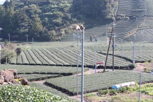 本山茶畑