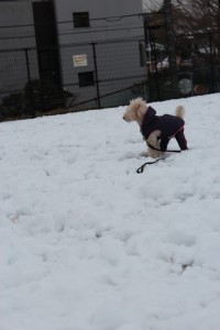 ひとはしり ひとはしり