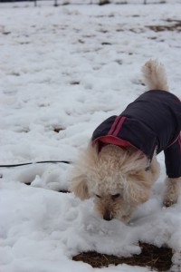 ゆきをチェックちゅう ゆきをチェックちゅう