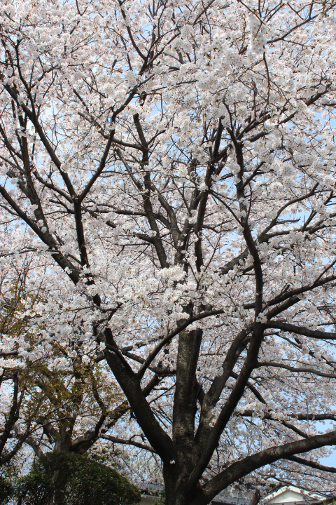 さくら２０１４