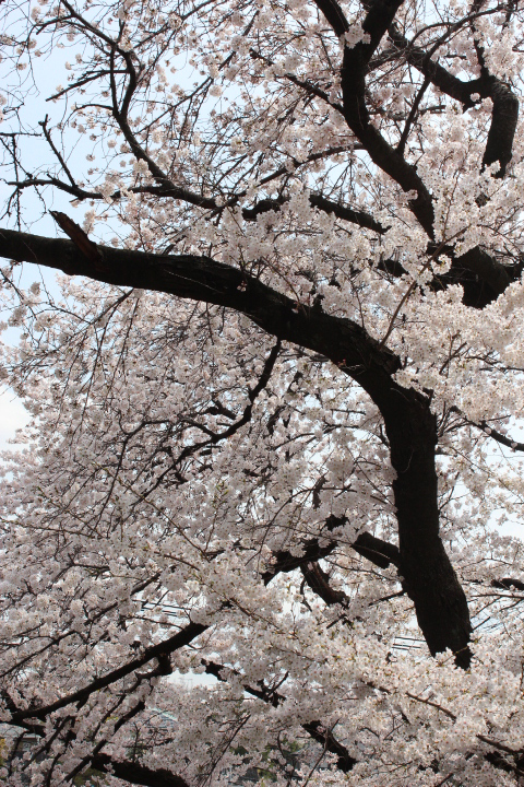 さくら２０１４−２