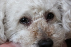 よぼうちゅうしゃのあとのA