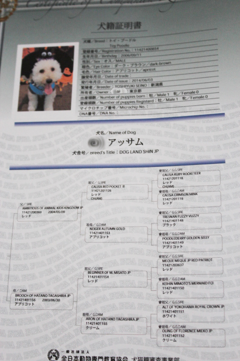 けんせきしょうめいしょ