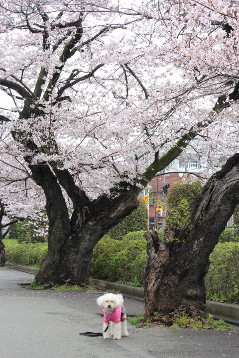 2016おはなみ3 2016おはなみ3