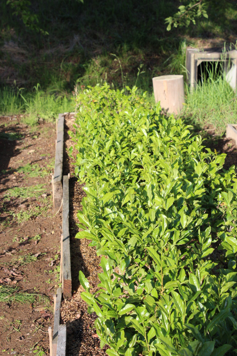 実生の茶畑 実生の茶畑