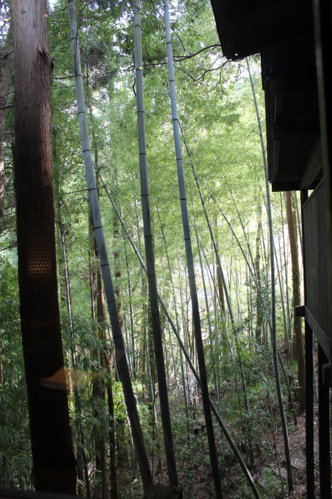 個室からみえる竹林
