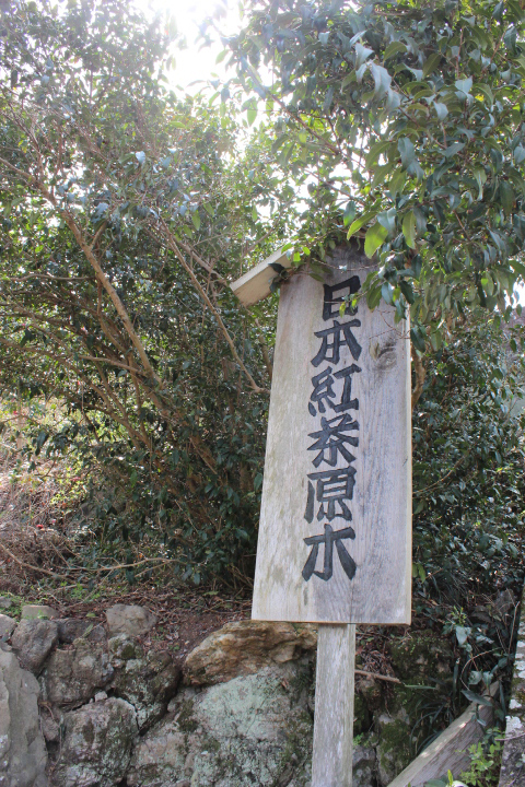 日本紅茶原木