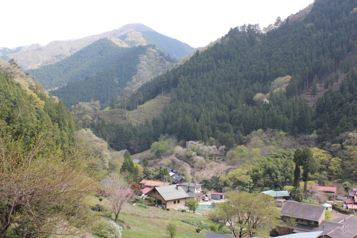 茶畑からの檜原村の景色