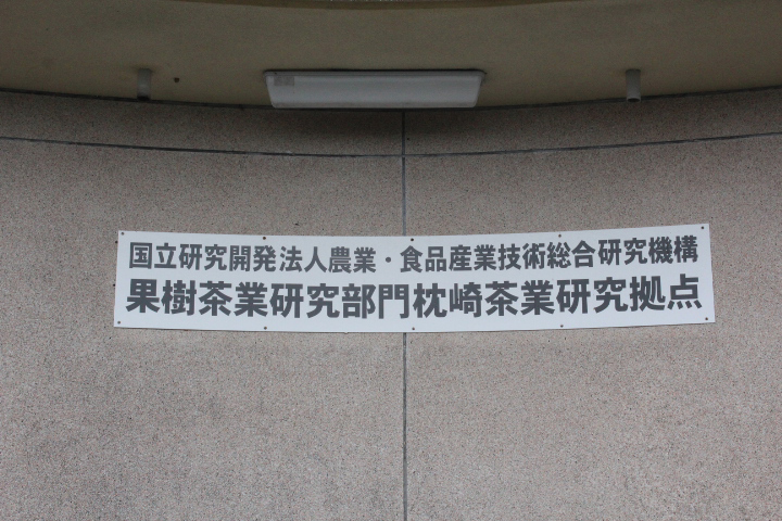 枕崎 茶業研究拠点 枕崎 茶業研究拠点