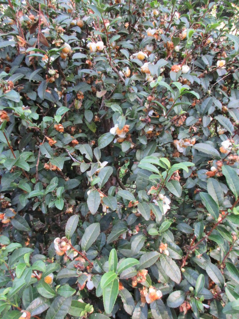 茶花がたくさんの茶樹