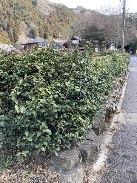 檜原村の街道沿いの茶樹
