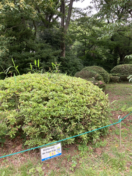 元吉の茶樹　２０２２−３