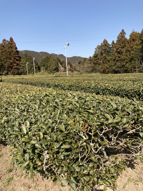中森製茶斜面の茶畑２