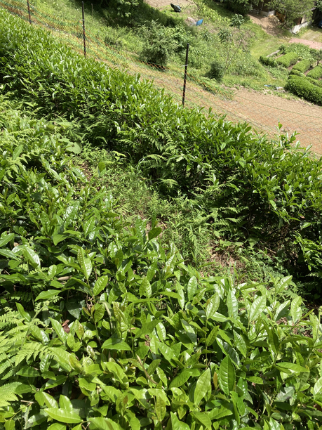 黒茶用の下の畑