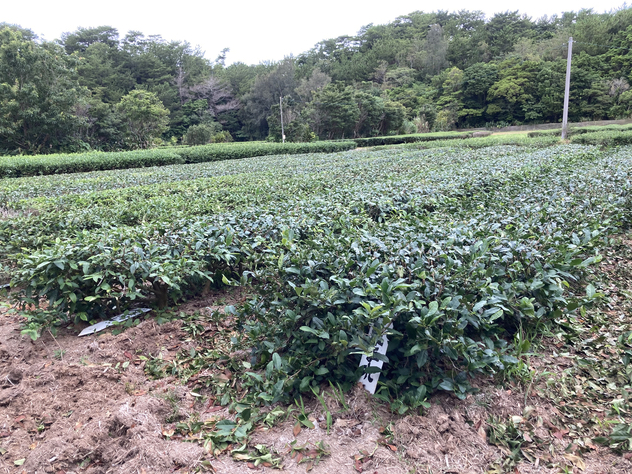 沖縄農業研究所　茶畑